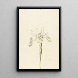 Pieter Withoos - Witte iris.webp