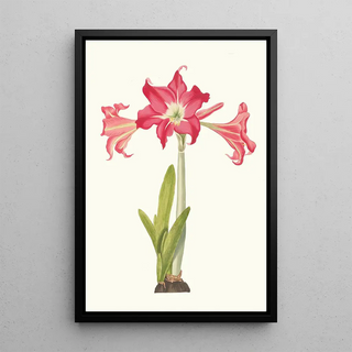 Priscilla Susan Bury - Amaryllis Solandriflora Var Or Amaryllis Johnsoni.webp