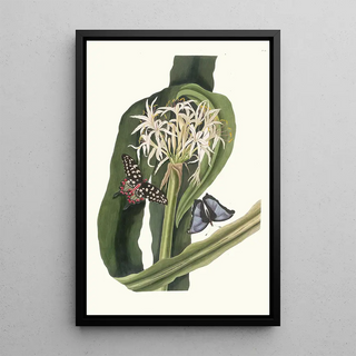 Priscilla Susan Bury - Crinum Pedunculatum River Lily.webp