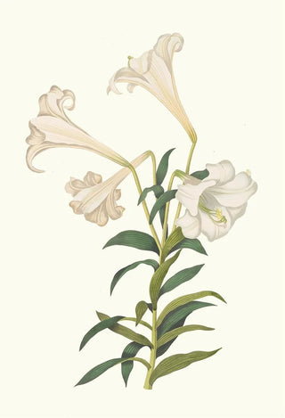 Priscilla Susan Bury - Lilium Longiflorum.webp