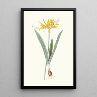 Priscilla Susan Bury - Nerine Aurea.webp