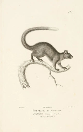 RenPrimevre Lesson - Centurie zoologique Pl01.webp