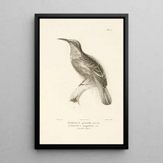 RenPrimevre Lesson - Centurie zoologique Pl05.webp