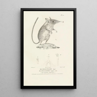 RenPrimevre Lesson - Centurie zoologique Pl12.webp