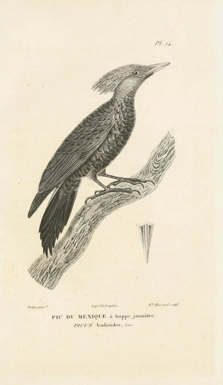 RenPrimevre Lesson - Centurie zoologique Pl14.webp