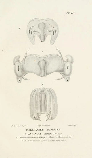RenPrimevre Lesson - Centurie zoologique Pl28.webp