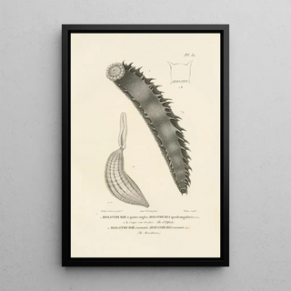 RenPrimevre Lesson - Centurie zoologique Pl31.webp