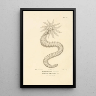 RenPrimevre Lesson - Centurie zoologique Pl35.webp