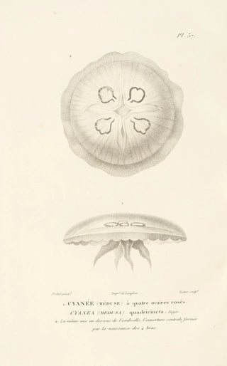 RenPrimevre Lesson - Centurie zoologique Pl37.webp