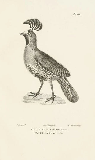 RenPrimevre Lesson - Centurie zoologique Pl59.webp