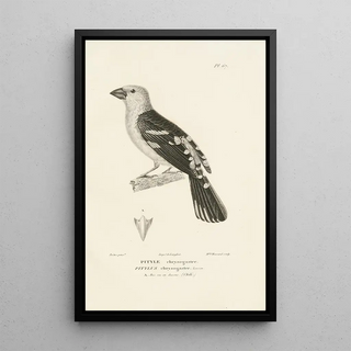 RenPrimevre Lesson - Centurie zoologique Pl66.webp