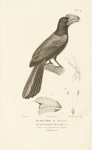 RenPrimevre Lesson - Centurie zoologique Pl73.webp