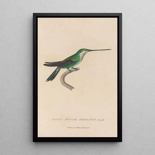 RenPrimevre Lesson - Histoire naturelle des oiseauxmouches Pl30.webp