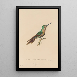 RenPrimevre Lesson - Histoire naturelle des oiseauxmouches Pl46.webp