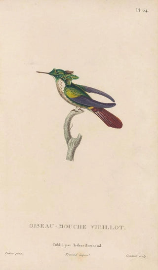 RenPrimevre Lesson - Histoire naturelle des oiseauxmouches Pl65.webp