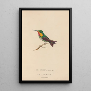 RenPrimevre Lesson - Histoire naturelle des oiseauxmouches Pl68.webp