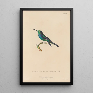 RenPrimevre Lesson - Histoire naturelle des oiseauxmouches Pl69.webp