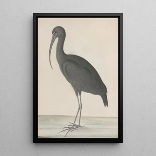 Ren de Rabi - Natural history of Saint Domingue Pl048.webp