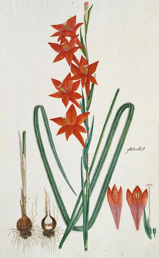 Robert Jacob Gordon - Gladiolus watsonius Thunb Watsonia hysterantha.webp