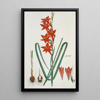 Robert Jacob Gordon - Gladiolus watsonius Thunb Watsonia hysterantha.webp