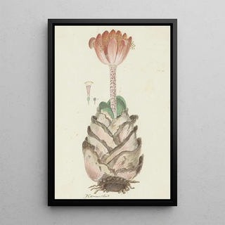 Robert Jacob Gordon - Haemanthus coccineus L Blood flower Bloedblom.webp