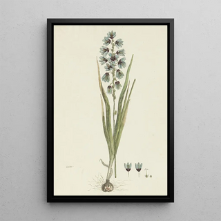 Robert Jacob Gordon - Ixia viridiflora Lam.webp