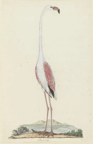 Robert Jacob Gordon - Phoenicopterus ruber roseus Greater flamingo.webp