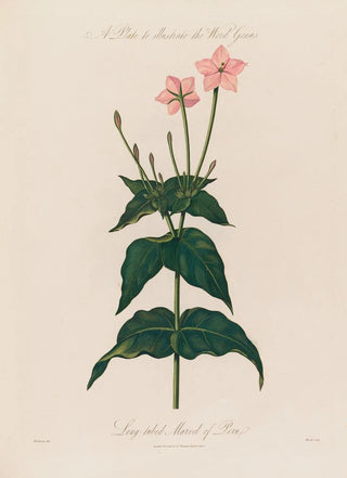 Robert John Thornton - A Plate to illustrate the Word Genus Longtubed Marvel of Peru.webp