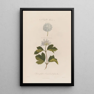 Robert John Thornton - A Vegetable Monster Spiraea opulifolia or Currantleaved Gelder Rose.webp