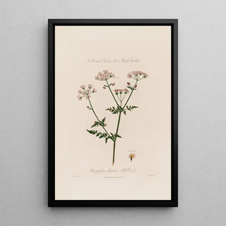 Robert John Thornton - Chaerophyllum Sylvestre or Wild Cervil.webp