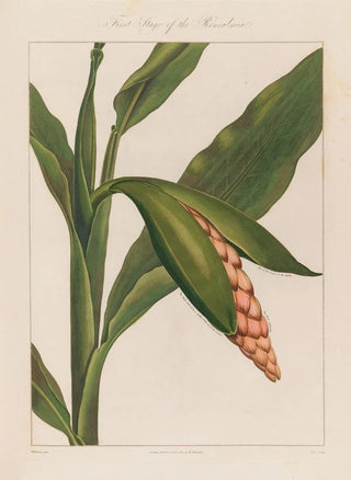 Robert John Thornton - First Stage of the Renealmia.webp