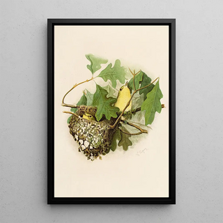 Robert Ridgway - Die Nordamerikanische Vogelwelt pl17.webp