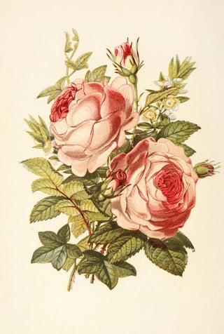 Robert Tyas - Rose Myrtle Ivy.webp