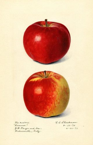 Royal Charles Steadman - Malus domestica Oranco.webp