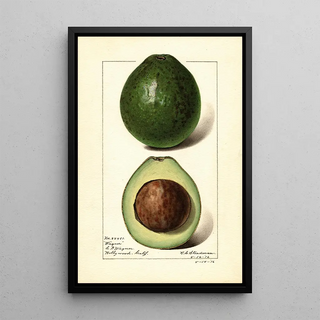 Royal Charles Steadman - Persea Wagner.webp