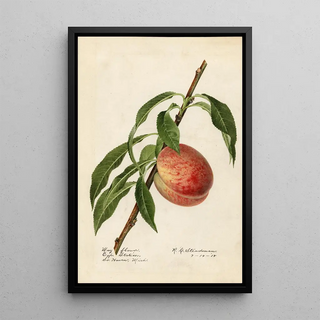 Royal Charles Steadman - Prunus persica Mayflower.webp