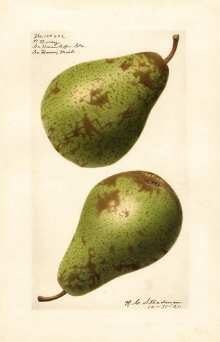 Royal Charles Steadman - Pyrus communis P.webp