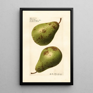 Royal Charles Steadman - Pyrus communis P.webp