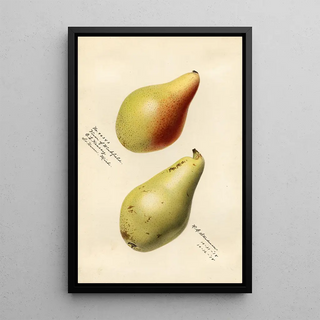 Royal Charles Steadman - Pyrus communis Vicar of Winkfield.webp