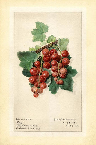 Royal Charles Steadman - Ribes Fay.webp