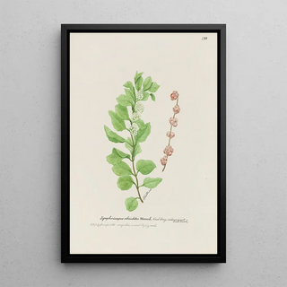 S Fred Prince - Coral berry.webp