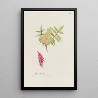 S Fred Prince - Dwarf surnac.webp