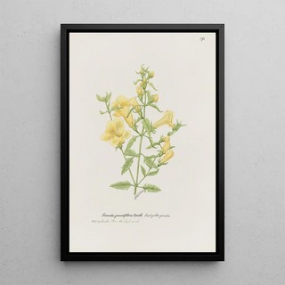 S Fred Prince - Great yellow gerardia.webp