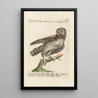 Saverio Manetti - Ornithologia methodice digesta Pl098.webp