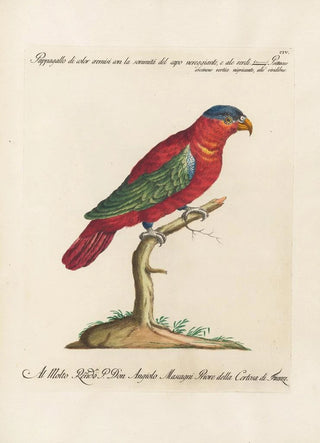 Saverio Manetti - Ornithologia methodice digesta Pl104.webp