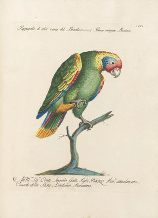 Saverio Manetti - Ornithologia methodice digesta Pl116.webp