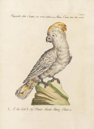 Saverio Manetti - Ornithologia methodice digesta Pl117.webp