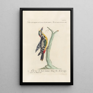 Saverio Manetti - Ornithologia methodice digesta Pl163.webp