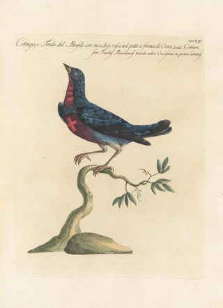 Saverio Manetti - Ornithologia methodice digesta Pl295.webp