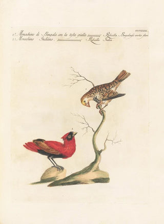 Saverio Manetti - Ornithologia methodice digesta Pl305.webp